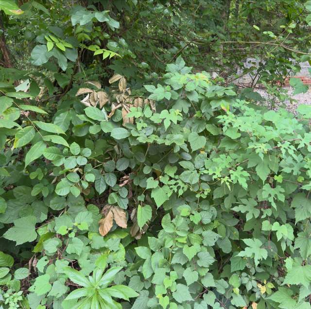 Saltbox carefully concealed on W. Northern Parkway behind Green Fields Nursery, Cross Keys. 

#baltimoresaltbox #saltbox #crosskeys #baltimore #greenfieldsnursery